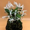 Neofinetia falcata unkai 雲海